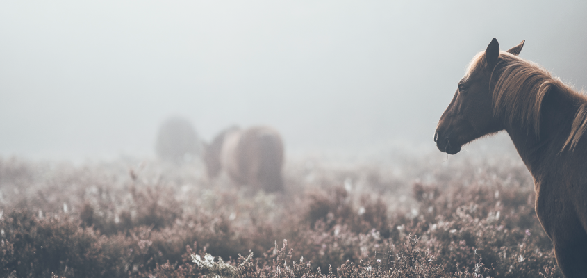 Meselexikon   Harmath Artemisz-03