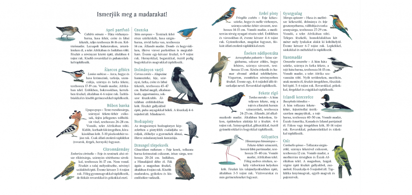 Madarabece Balazs Imre Jozsef-02