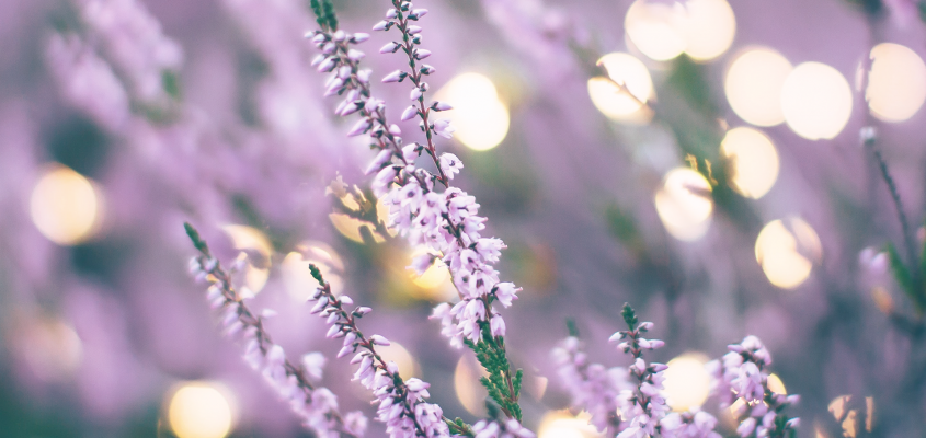 rump timea levendula kovacs gergely-05