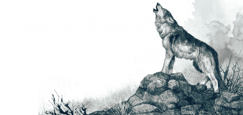 Rosanne Perry A farkas-01