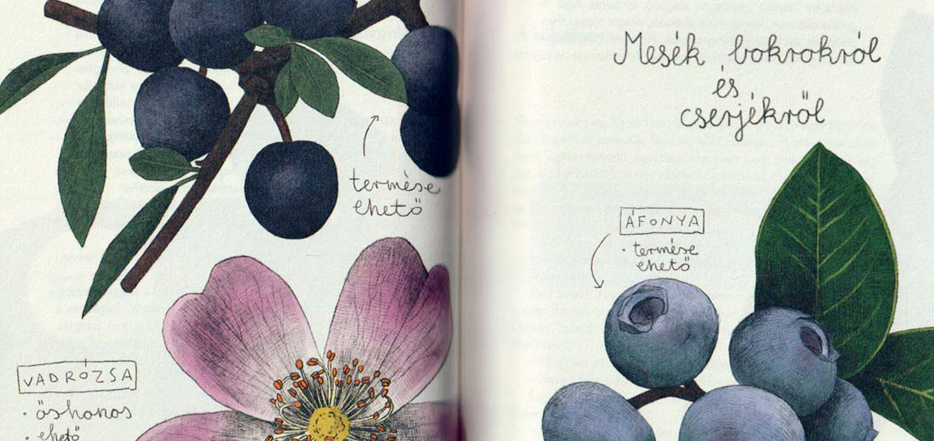 Erdő erdő Bajzáth Dolensky Csorgei-03