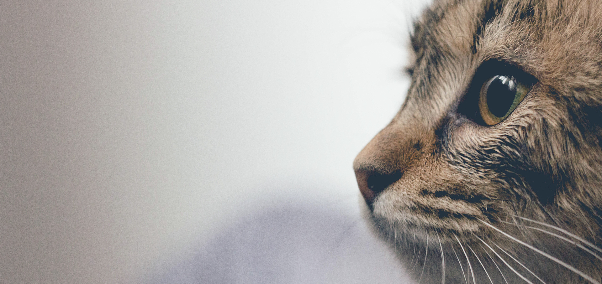 VIOLA SZANDRA A VILÁGFA KILENC ÁGA-05