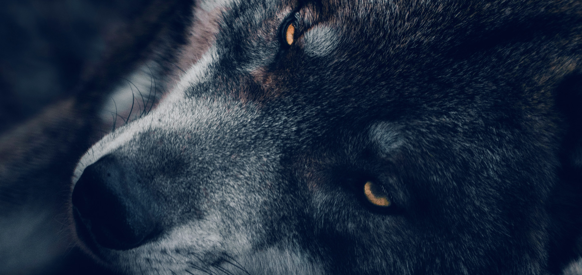 Poós Angela Carter A kínkamra-03